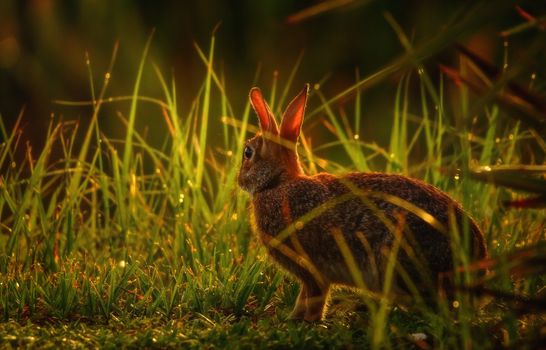 A brown hare stands alert in the sunlit grasses at dusk, showcasing its natural beauty.
