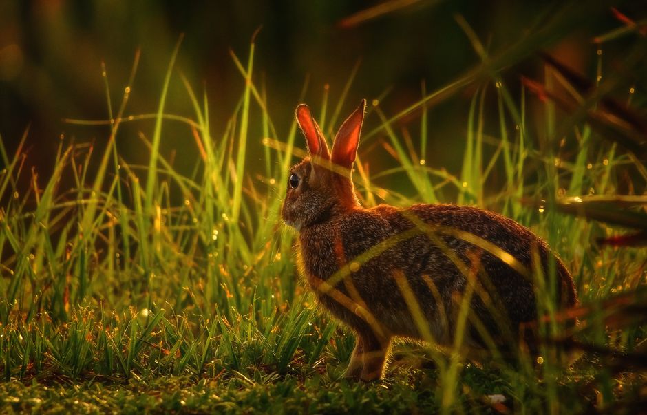 A brown hare stands alert in the sunlit grasses at dusk, showcasing its natural beauty.