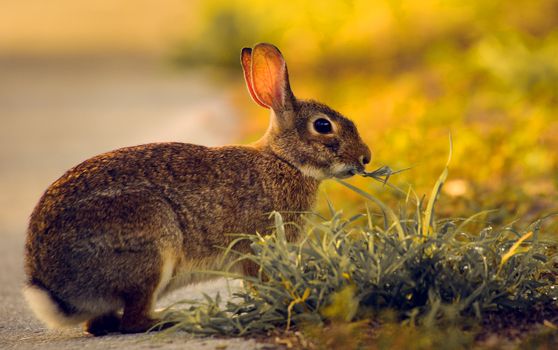 Close-up of a brown rabbit munching on grass in a sunlit meadow, showcasing nature's beauty.