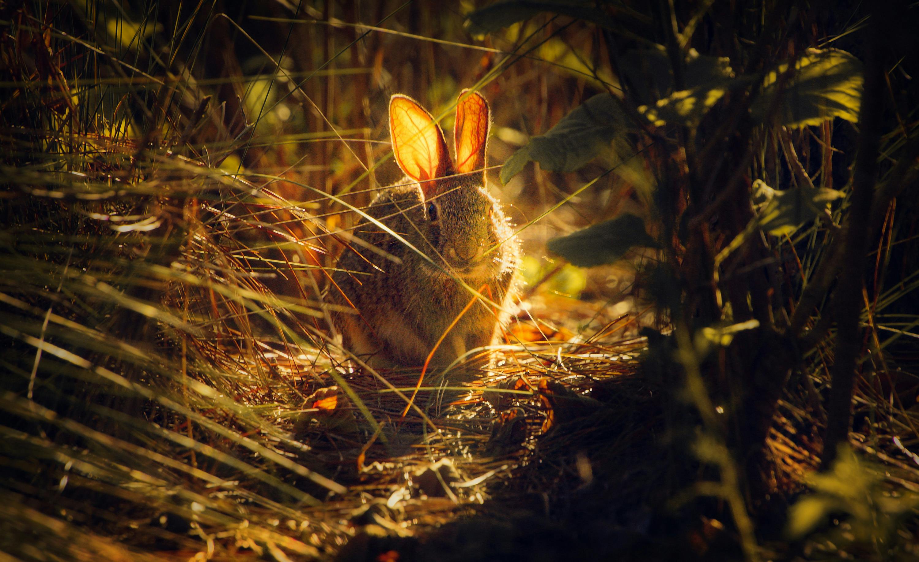 White Rabbit on Gray Soil · Free Stock Photo