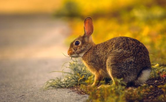Cute rabbit sitting on grassy field, symbolizing wildlife and nature's beauty.