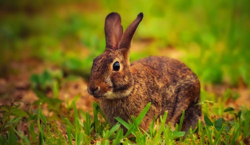 Rabbit Sitting on Grass