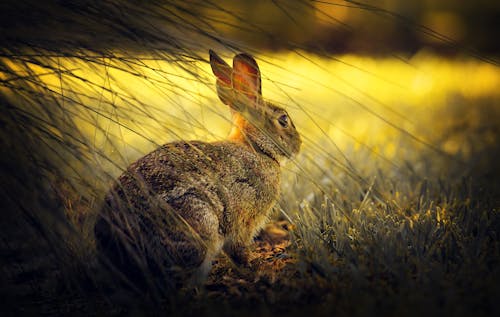 Bezpłatne Darmowe zdjęcie z galerii z dzika przyroda, dziki, królik Zdjęcie z galerii