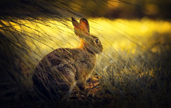A detailed close-up of a rabbit sitting in a sunlit field with blurred grass in the foreground.