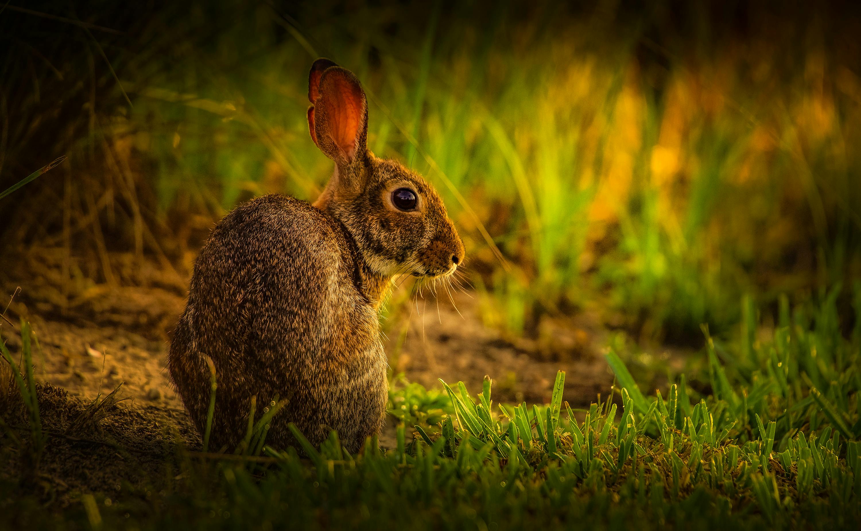 a rabbit on green grass