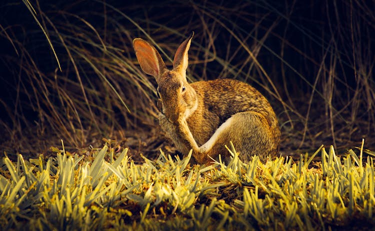 Rabbit Scratching Nose With It's Paw