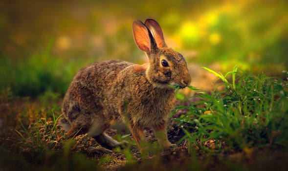 A detailed view of a wild rabbit grazing on grass in its natural habitat.