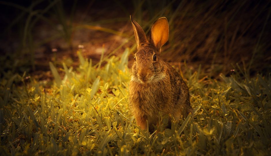 A cute rabbit sitting on sunlit grass, highlighting its furry coat.