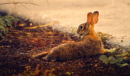 Brown and Gray Rabbit Lying on the Ground