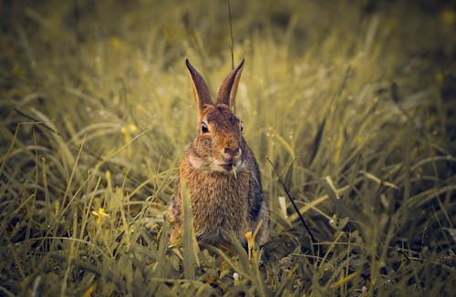 A Brown Rabbit in the Middle of the Grass