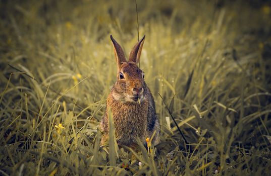 Cute wild rabbit sitting in green grass, captured in a natural meadow setting.