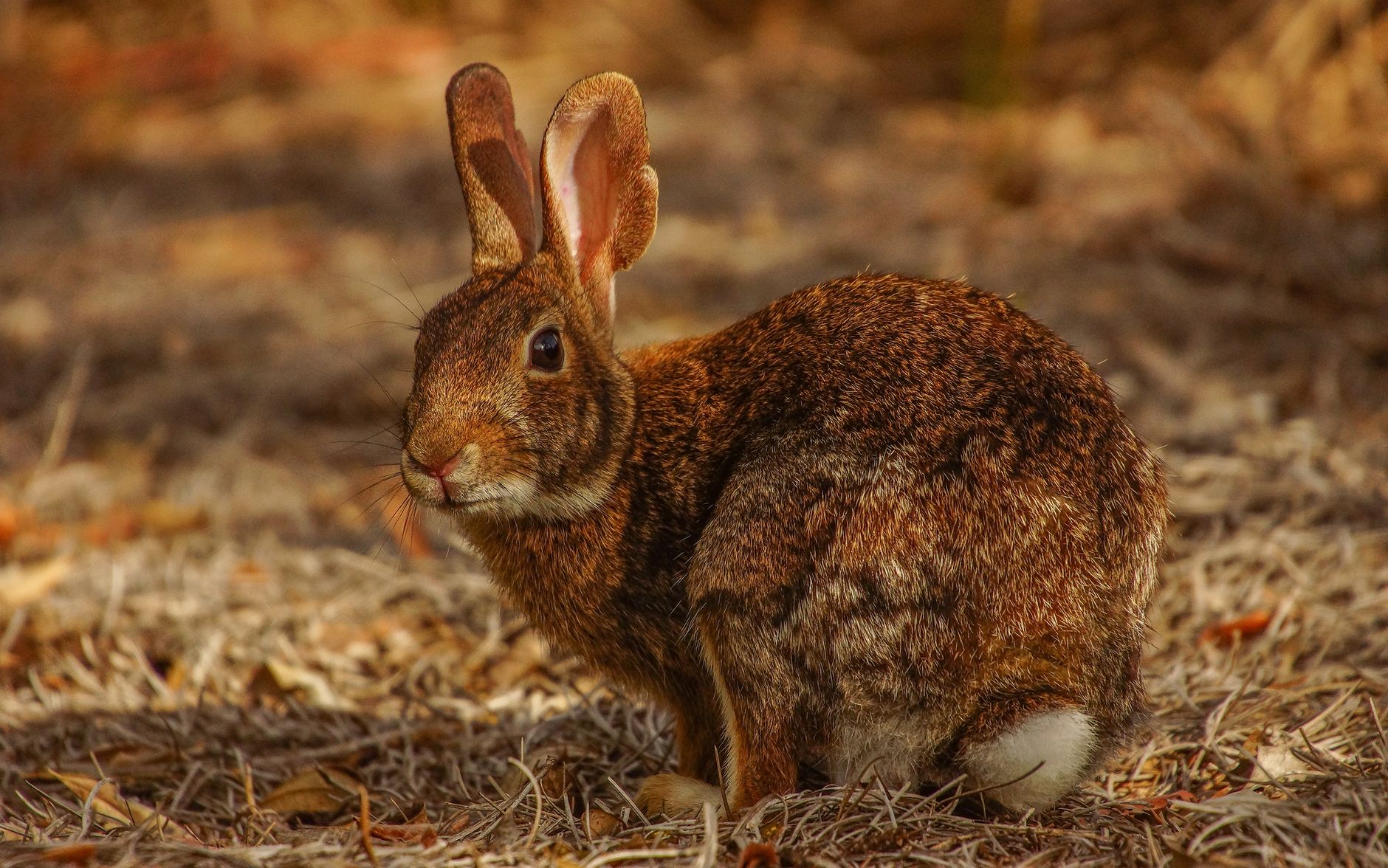Veterinarian examining a rabbit during a checkup