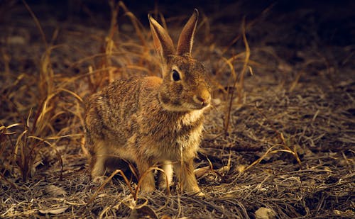 Brown Rabbit on Brown Dried Grass