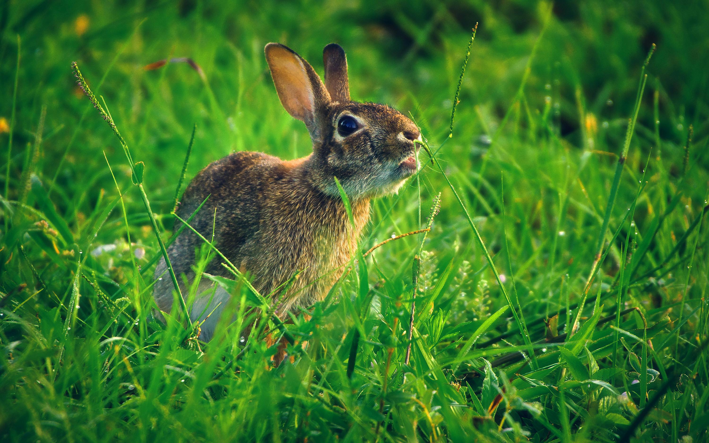 close up shot of gray and brown rabbit on green grass