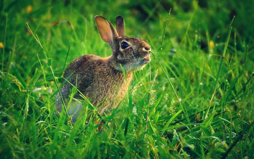 Close-Up Shot of Gray and Brown Rabbit on Green Grass