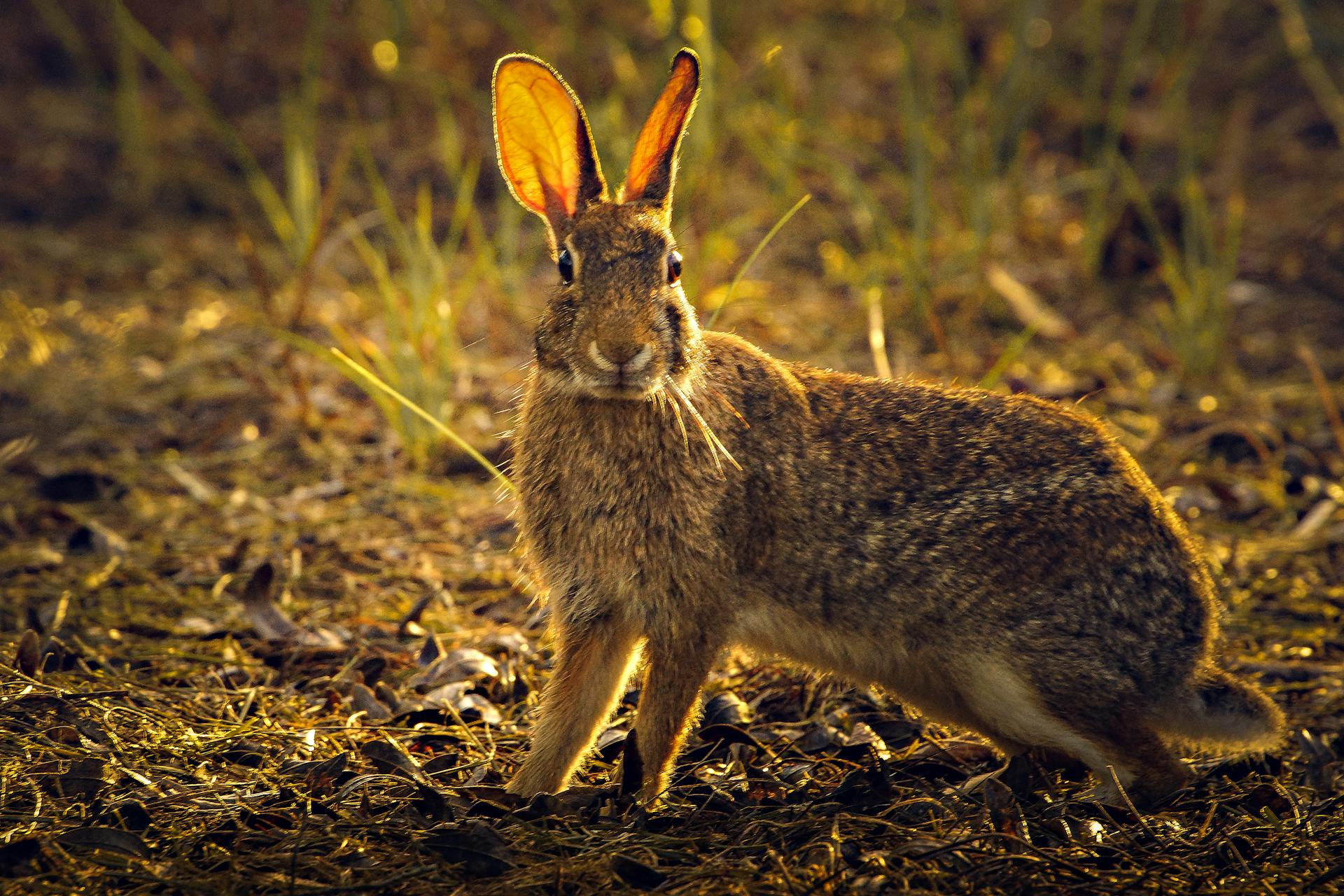 A wild rabbit in natural habitat, captured in a close-up outdoor setting during daytime.