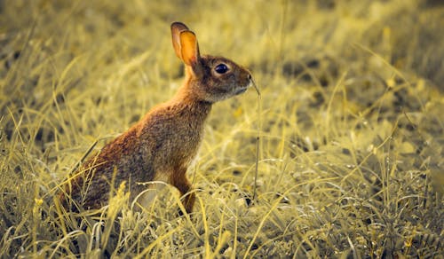 ウサギ, 動物, 動物相の無料の写真素材