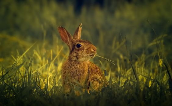 A wild rabbit in a field eating grass, surrounded by green foliage.