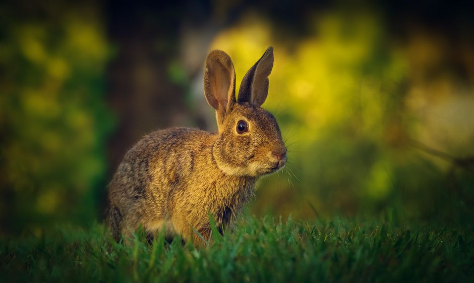 Close-up of a cute rabbit sitting in green grass with a soft bokeh background.