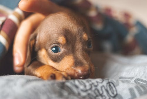 Free Crop faceless owner stroking cute Dachshund puppy Stock Photo