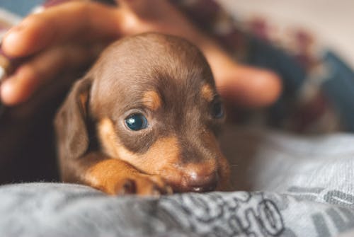 Crop anonymous owner stroking cute little Dachshund puppy with shiny brown fur lying on soft bed