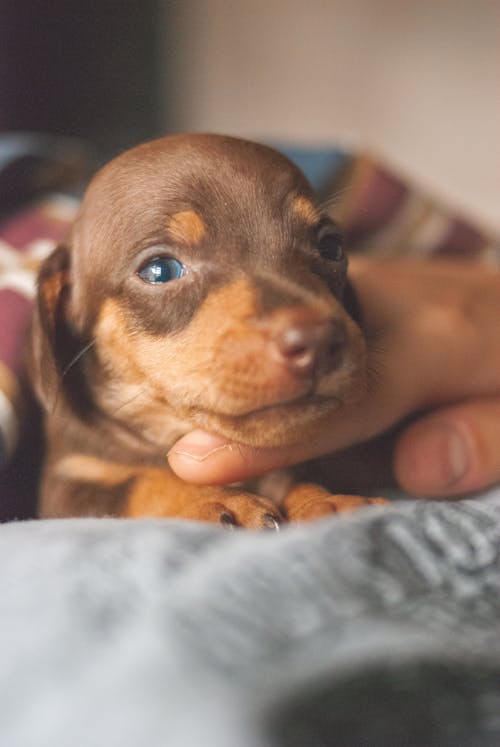 Free Adorable brown Dachshund puppy resting on bed Stock Photo