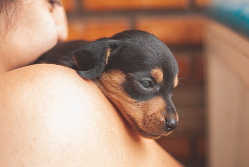 Crop female with bare shoulders carrying and gently embracing adorable black dachshund puppy