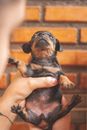 Crop anonymous breeder demonstrating adorable black Dachshund puppy on hands against brick wall