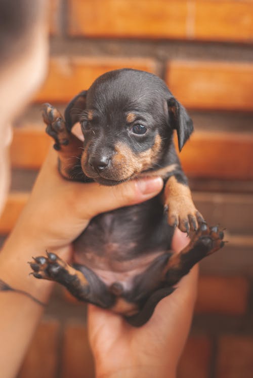 Crop faceless owner showing cute Dachshund puppy on hands