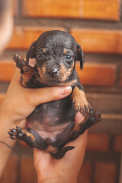 Crop faceless owner showing black little Dachshund puppy on hands