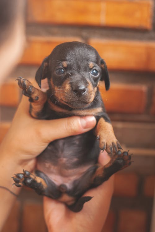 Crop anonymous owner demonstrating cute black Dachshund puppy