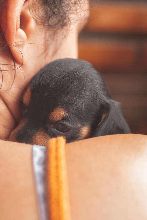 Free Crop faceless woman carrying and hugging purebred little Dachshund puppy Stock Photo
