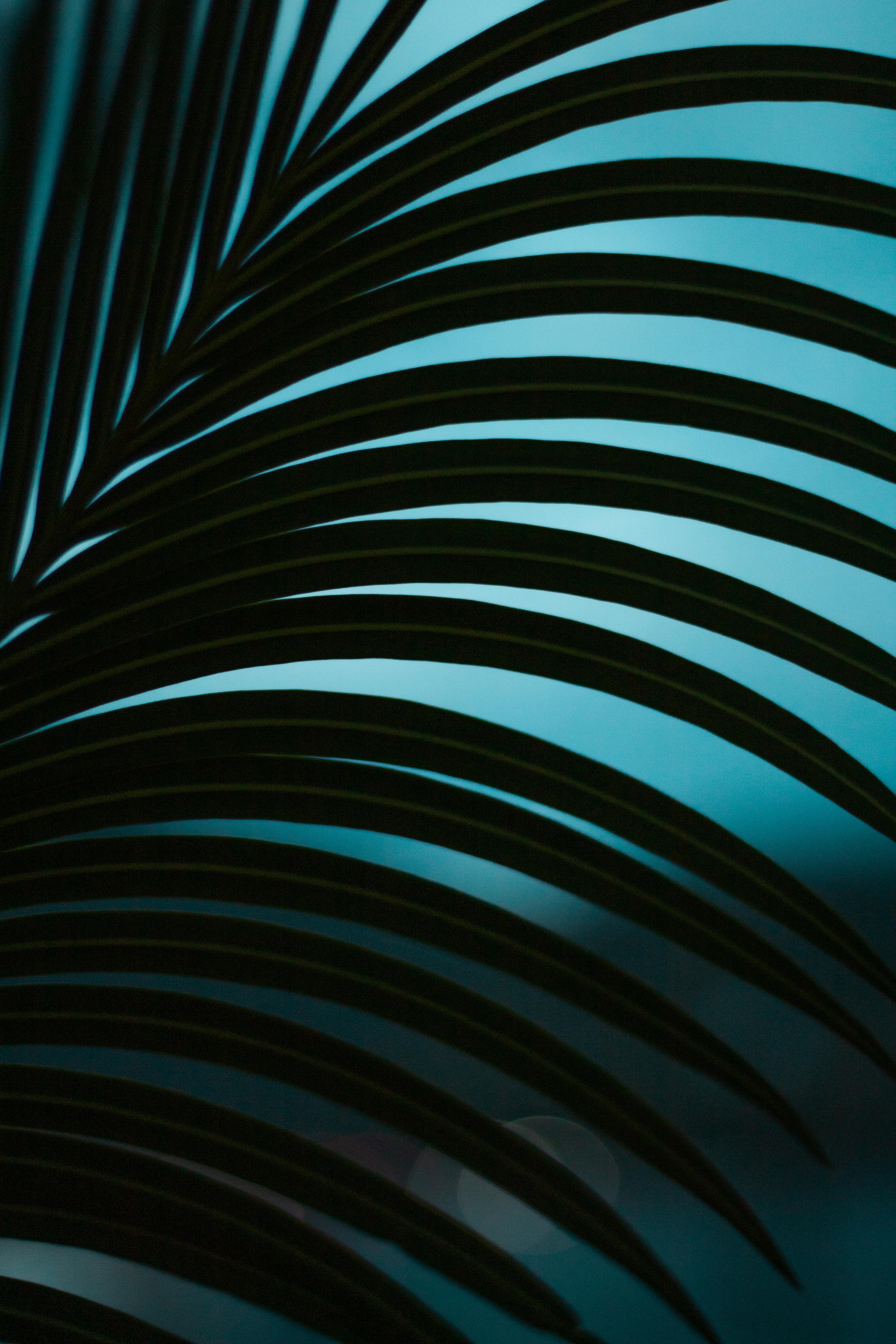 Gratuit Imagine de stoc gratuită din a închide, albastru, armonie Fotografie de stoc