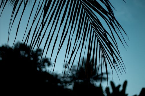 Gratuit Silhouette De Plante Pendant La Nuit Photos