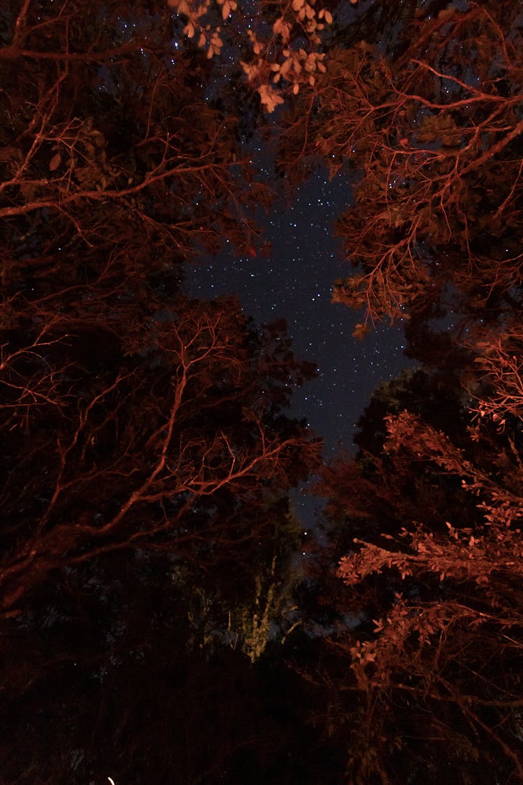 Low-Angle Shot Of Trees In The Forest During Nighttime