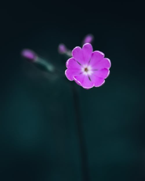 Gentle blooming Primula sieboldii flower growing in garden