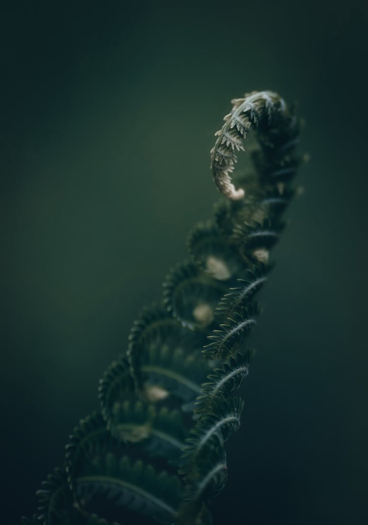 Green Sprouting Fern Growing In Woods