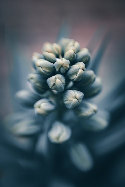 Free Gentle blooming Muscari armeniacum flowering plant against blurred background Stock Photo