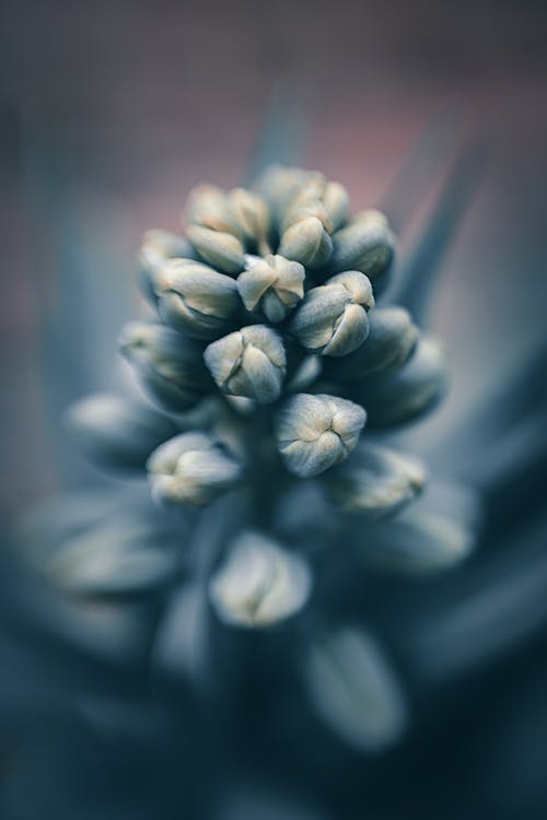 Foto In Scala Di Grigi Del Fiore In Fiore