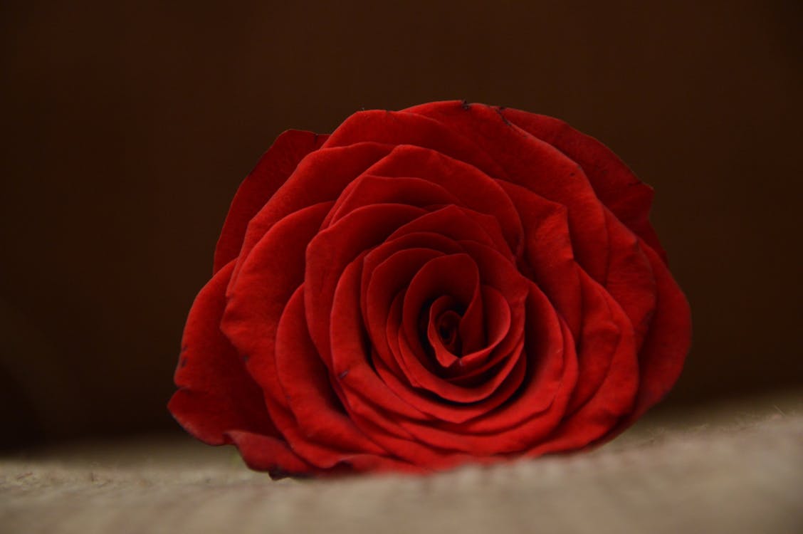 Free Red Rose Stock Photo