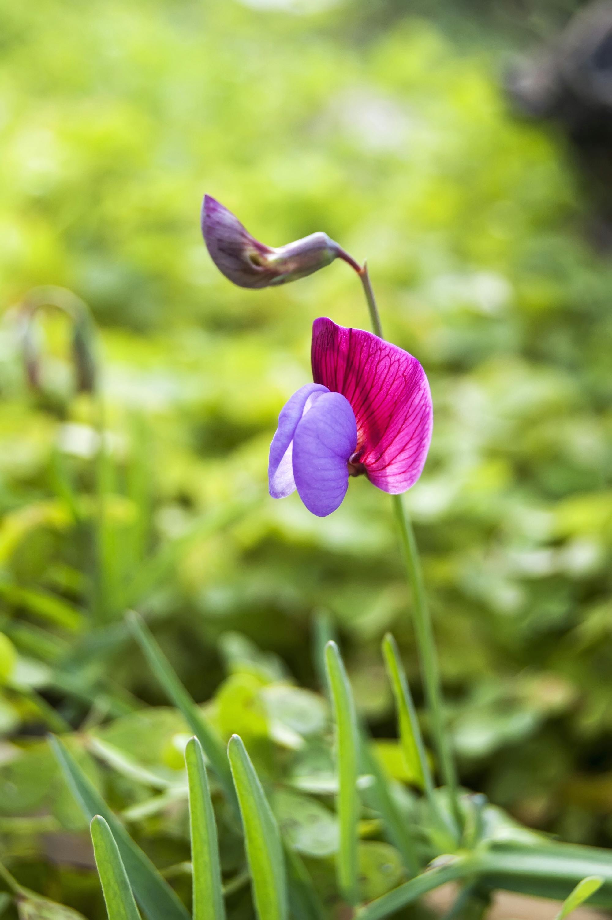 Free stock photo of flower, nature, plant