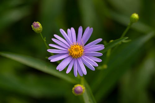 Free Close Up Photo of Purple Flower and Buds Stock Photo