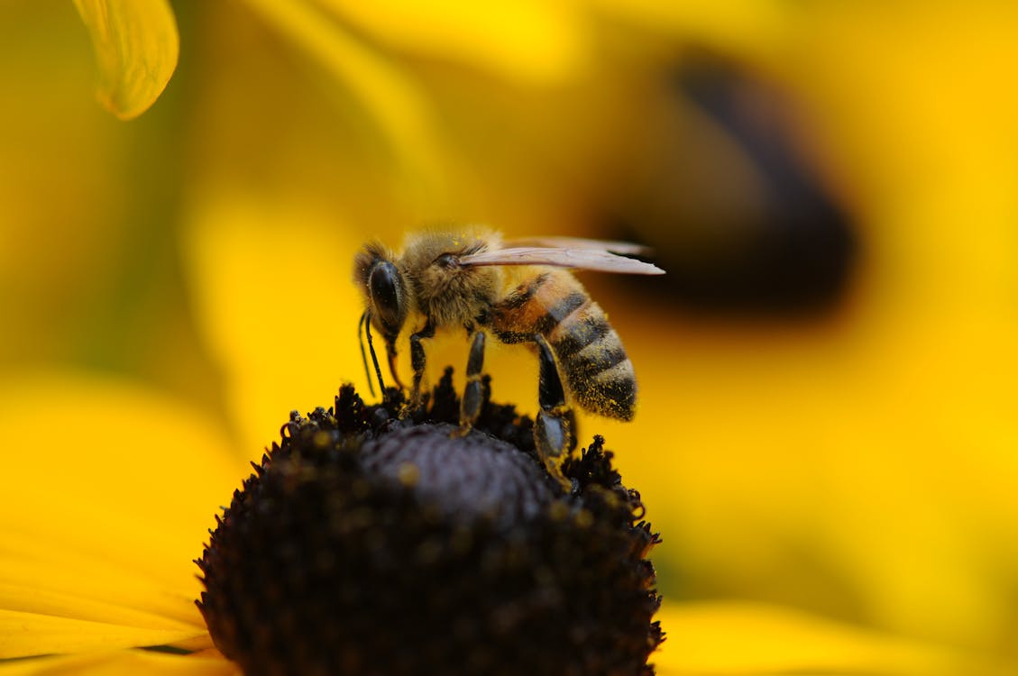 Gratis Tilt Shift Lens Photography Of Yellow And Black Bee Foto a disposizione