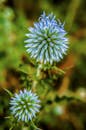 自然环境中盛开的蓝色蓟花特写，充满活力，非常适合自然主题的图像