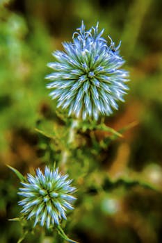 自然环境中盛开的蓝色蓟花特写，充满活力，非常适合自然主题的图像