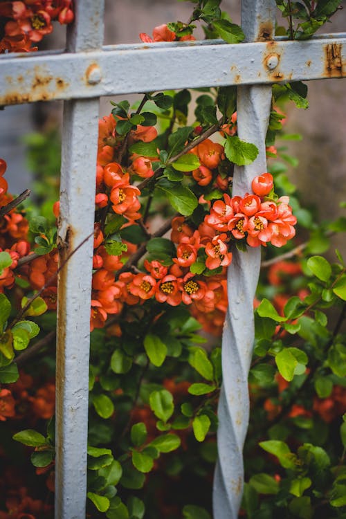 ホワイトメタルフェンスの後ろにピンクの花びらの花