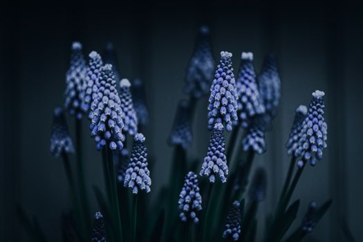 Stems of blooming Armenian grape hyacinths with purple bell shaped flowers growing on meadow