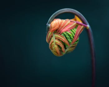 Macro of fern unrolling young frond