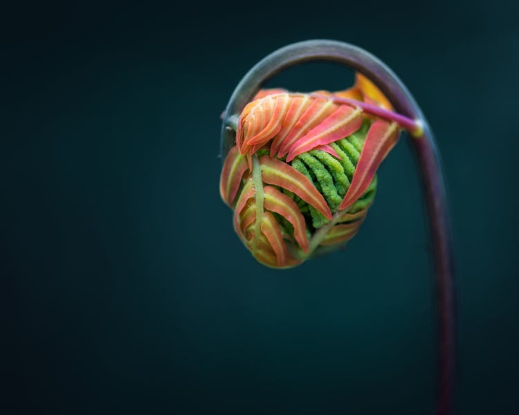 Macro Of Fern Unrolling Young Frond