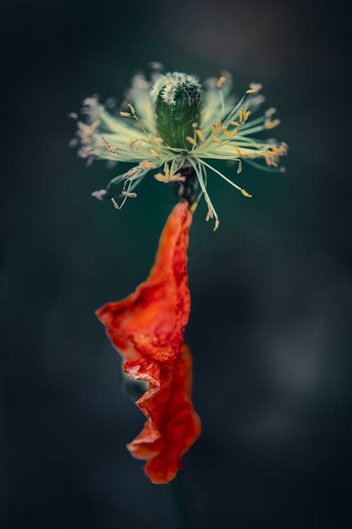 Closeup of stem of withered opium poppy flower growing on field against blurred background